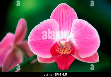 Orchidea, fiore (Phalaenopsis schilleriana), orchidea, fiore (piante) (fiori) (orchidee) (piante ornamentali) (fiori) (rosa) (paesaggio) (orizzontale) Foto Stock