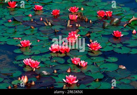 Ninfee (Nymphaeaceae) 'rene Gerard' (ibrido Nymphaea), ninfee 'rene Gerard' (piante) (pianta acquatica) (famiglia di ninfee) (fioritura) Foto Stock