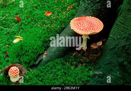 Fly Amanita Mushrooms a Beech, North Rhine-Westphalia, Germany, Fliegenpilze an Buchenwurzel, Nordrhein-Westfalen, Deutschland, [Europa, europa Foto Stock