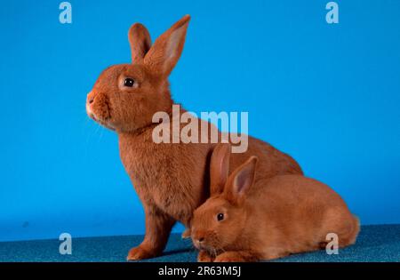 Coniglio giovane, coniglio neozelandese rosso giovane, coniglio neozelandese rosso, neozelandese rosso, animali, mammiferi, roditori, roditori, conigli Foto Stock