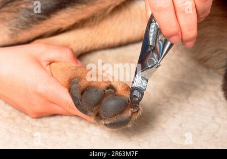 Cane, il taglio delle griffe Foto Stock