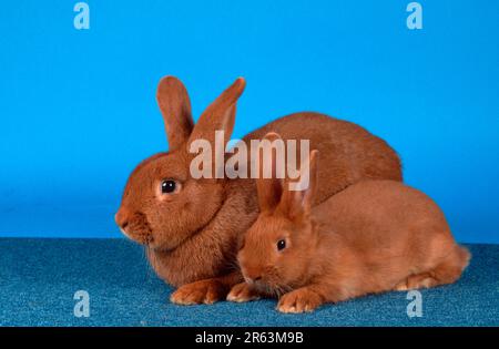 Coniglio neozelandese rosso con gattino, coniglio neozelandese rosso, neozelandese rosso, coniglio domestico Foto Stock