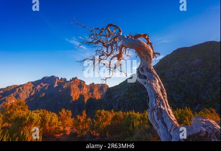 Un albero solitario morto vicino alla cima più alta di Madeira Pico Ruivo Foto Stock