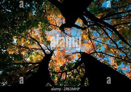 Acero in autunno, albero deciduo, alberi decidui, Europa, dal basso, caduta, orizzontale, orizzontale, dettaglio, dettaglio Foto Stock