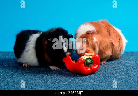 Cavie Rex e cavie Abissiniane che mangiano peperoni Foto Stock