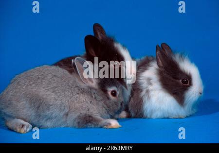 Conigli di nani giovani con mantello di leoni, conigli di nani con mantello di leoni, conigli di nani giovani con mantello di leoni (animali) (mammiferi) (mammiferi) (animali da compagnia) (animali da compagnia) (roditori) (roditori) Foto Stock