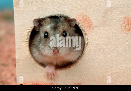 Criceto Djungariano (Phodopus sungorus) guardando fuori casa Foto Stock