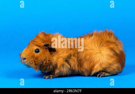 Cavia rosetta, rossa, laterale Foto Stock