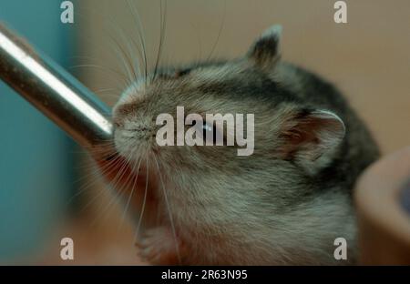 Criceto nana (Phodopus sungorus) bere da bottiglia, criceto nana dzungariano bere da bottiglia di roditori (animali) (mammiferi) (roditori) (roditori) Foto Stock