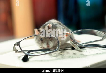 Criceto djungariano (Phodopus sungorus) guardando attraverso gli occhiali, criceto siberiano, criceto russo Foto Stock