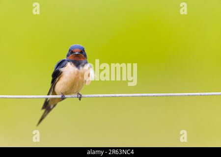 Barn Swallow Hirundo rustica, adulto arroccato su Wire, Suffolk, Inghilterra, giugno Foto Stock