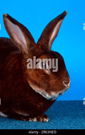 Rabbit Rex, coniglio nazionale Foto Stock