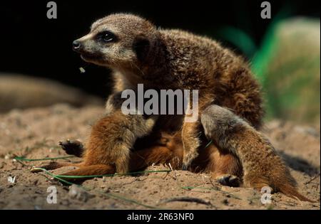 Meerkats (Suricata suricatta), giovane donna che allatta, Meerkats, giovane donna che allatta Foto Stock