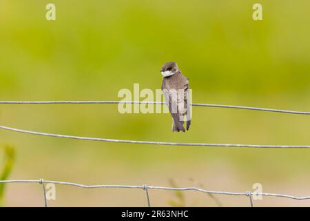 Sand martin Riparia riparia, adulto arroccato sulla recinzione metallica, Suffolk, Inghilterra, giugno Foto Stock