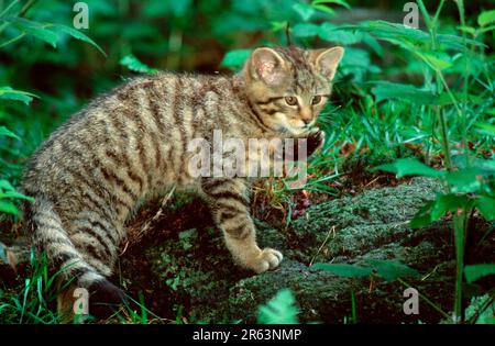 Giovane gatto selvatico europeo (Felis silvestris), gatto selvatico comune Foto Stock