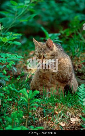 European Wildcat (Felis silvestris), Wildcat comune Foto Stock