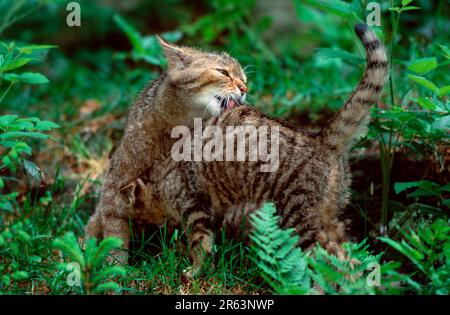 Gatto selvatico europeo (Felis silvestris) gattino da governare, gatto selvatico europeo Foto Stock