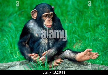 Chimpanzee giovane (Troglodytes Pan), Chimpy Foto Stock