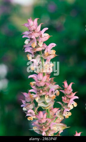 Muscatel Sage (Labiatae), Muskatellersalbei, Pflanzen, Plants, Heilkraeuter, Erbe medicinali, Lippenbluetler, Blueten, fiore (Salvia sclarea) Foto Stock