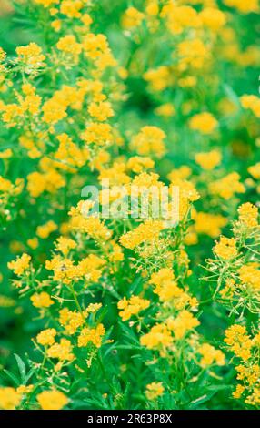 Senape di siepe (Sisymbrium officinale) (Europa) (piante) (erbe medicinali) (crociferi (Brassicaceae) (Fiori) (giallo) (fioritura) (verticale) Foto Stock