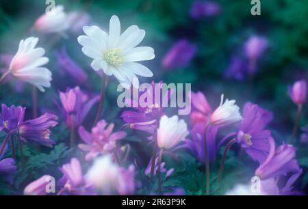 Fiore di vento greco (Anemone blanda), anemoni balcanici Foto Stock