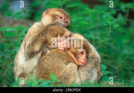 Macaco barbaro, preening (Macaca silvanus) Foto Stock