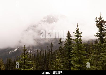 Una vista panoramica delle maestose cime montane avvolte in un velo di nebbia che domina una foresta lussureggiante Foto Stock