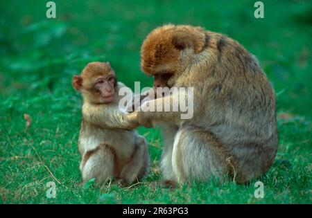 Macaco barbaro, femmina che allatta la sua giovane (Macaca silvanus) Foto Stock