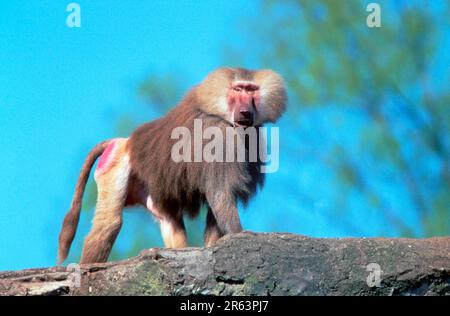 Baboon di Hamadryas (Papio hamadryas), maschio Foto Stock