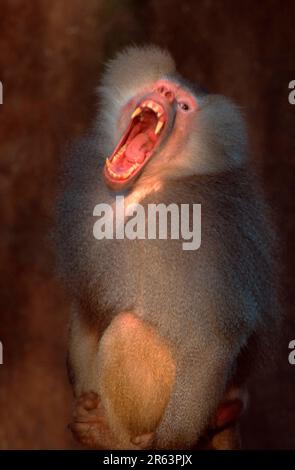 Baboon di Hamadryas (Papio hamadryas), maschio Foto Stock