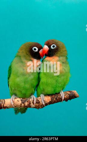 Testa con ghepardo nero, uccello con ghepardo nero (Agapornis nigrigenis) Foto Stock