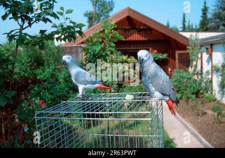 Congo pappagallo grigio africano (Psittacus erithacus erithacus), coppia, in gabbia in giardino Foto Stock