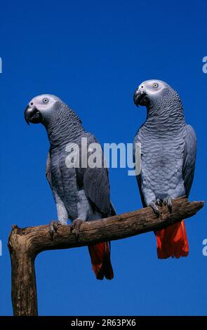 Pappagalli grigi, coppia (Psittacus erithacus erithacus) Foto Stock