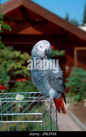Congo pappagallo grigio africano (Psittacus erithacus erithacus) presso la gabbia in giardino Foto Stock
