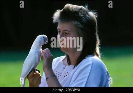 Donna con giovane Cockatoo di Goffin (Cacatua goffini) Foto Stock