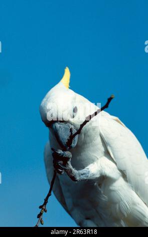 Great Sulphur-Crested Cockatoo, playing with twig (Cacatua galerita triton), Triton Cockatoo Foto Stock