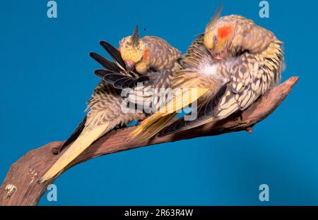 Giovani Cockatiels (Nymphicus hollandicus) Foto Stock