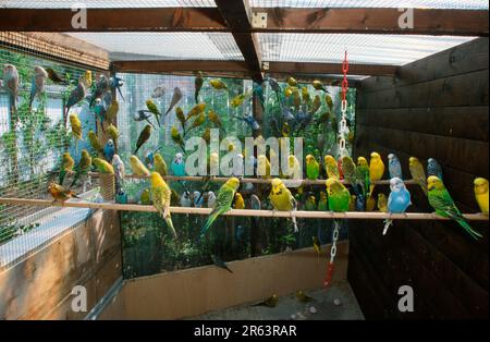 Budgies nella voliera, budgerigar (Melopsittacus undulatus) Foto Stock