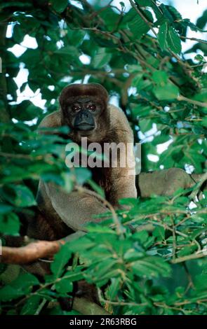 Comune lanosi scimmia (Lagothrix lagotricha) Foto Stock