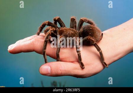 Columbia gigante uccello ragno, a portata di mano (Pamphobeteus platyomma) (Pamphobeteus roseus) Foto Stock