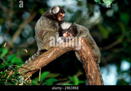 Marmoset comuni (Callithrix jacchus) Foto Stock