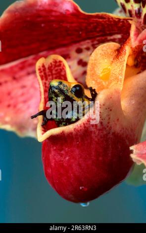 Rana velica a zampe nere (Phyllobates bicolore), rana di cervo veleno Foto Stock