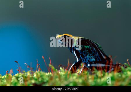 Tintura di rana freccia di veleno (Dendrobates tinctorius), rana di crostata di veleno Foto Stock