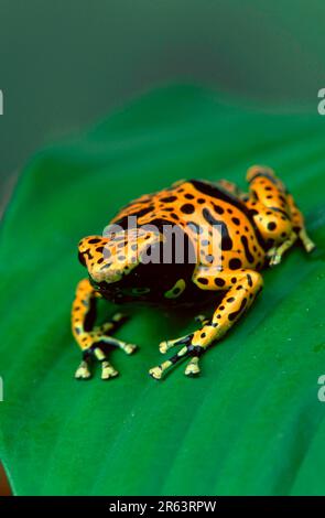 Rana gialla con freccia avvelenata (Dendrobates leucomelas), rana avvelenata Foto Stock