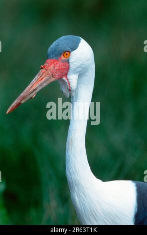 Gru a wattled (Grus carunculatus) Foto Stock