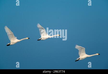 Tundra Swans (Cygnus columbianus bewickii), Paesi Bassi Foto Stock