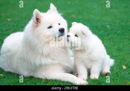 Samoyed con cucciolo di 6 settimane, Samoyed con cucciolo di 6 settimane (animali) (mammiferi) (cane domestico) (animale domestico) (esterno) (esterno) (prato) (bianco) (sdraiato) Foto Stock