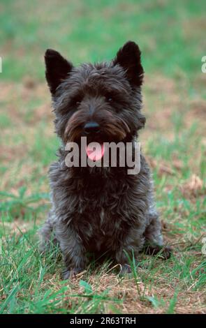 Cane di razza mista, cane di razza mista, miscela di scotch terrier (animali) (mammiferi) (mammiferi) (cane domestico) (animale domestico) (animale domestico) (pe) (migliaia) (esterno) (frontale) Foto Stock