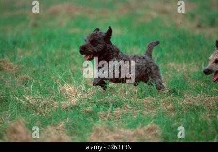 Cane di razza mista che attraversa prati, cane di razza mista, misto di terrrier scotch, che attraversa prati (animali) (mammiferi) (mammiferi) (cane domestico) Foto Stock