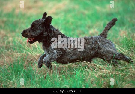 Cane di razza mista che attraversa prati, cane di razza mista, misto di terrrier scotch, che attraversa prati (animali) (mammiferi) (mammiferi) (cane domestico) Foto Stock